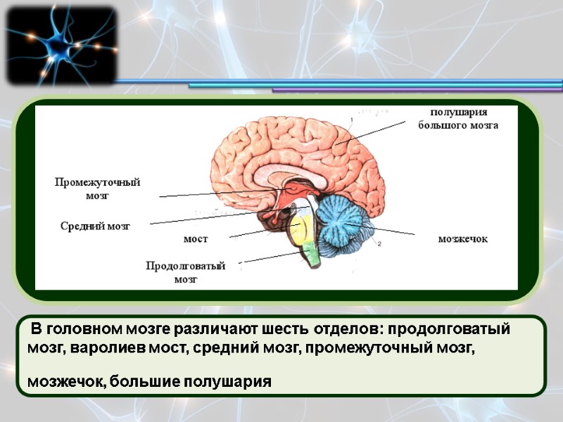 В головном мозге различают шесть отделов: продолговатый мозг, варолиев мост, средний мозг, промежуточный мозг,